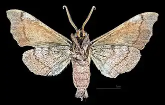 Revers du mâle (coll.MHNT)