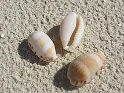 Trois coquilles d'Erronea caurica échouées sur la plage.