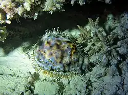 Une porcelaine tigre (Cypraea tigris).