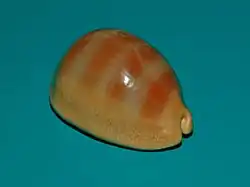 Lyncina sulcidentata.