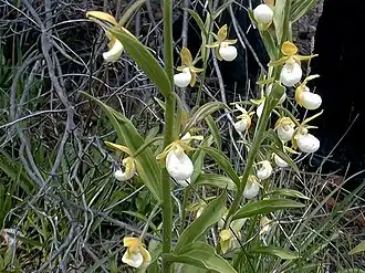 Description de l'image Cypripedium californicum1.jpg.