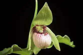 Description de l'image Cypripedium debile (Hokkaido) Rchb.f., Xenia Orchid. 2- 223 (1874) (34232426561).jpg.