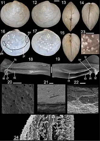 Description de l'image Cyrenoida floridana (10.3897-zse.95.38456) Figures 11–24.jpg.
