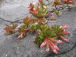 Cyrilla racemiflora.