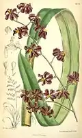 Cyrtochilum edwardii