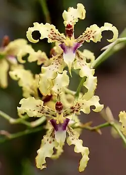 Cyrtochilum ramosissimum