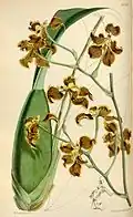 Cyrtochilum xanthodon