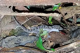 Description de cette image, également commentée ci-après