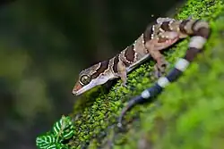 Gecko Cyrtodactylus intermedius