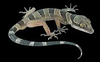 Description de l'image Cyrtodactylus macrotuberculatus (10.3897-zookeys.1040.65750) Figure 5.jpg.