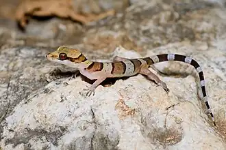 Gecko cyrtodactylus samroiyot