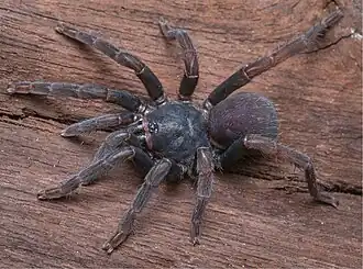 Description de l'image Cyrtogrammomma monticola (10.3897-zse.98.85212) Figure 5.jpg.