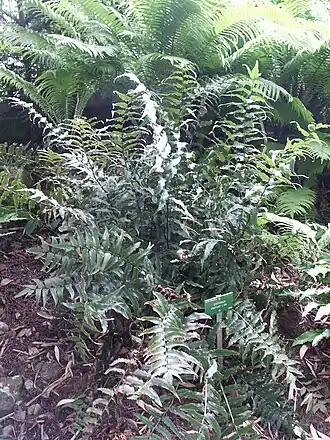 Description de l'image Cyrtomium_fortunei.jpg.