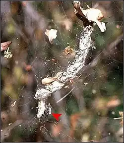 Cyrtophora citricola (flèche) et chapelet de 8 cocons. Mahé, Seychelles.
