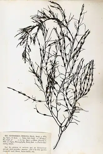 Cystoseira baccata, planche de l’herbier des frères Pierre-Louis et Hippolyte-Marie Crouan.