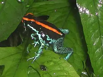 Vue complète de Phyllobates vittatus