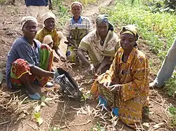 Décorticage du haricot