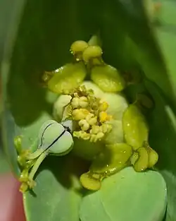 Détail d'une fleur d'euphorbe épurge