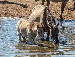 Chevaux sauvages de Dülmen buvant dans un cours d'eau.