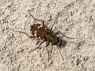 Description de cette image, également commentée ci-après