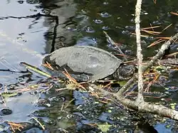 Cistude d'Europe (Emys orbicularis)