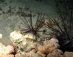 Juvéniles observés de nuit.