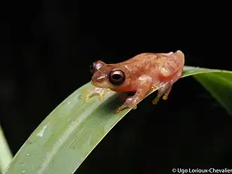 Description de l'image D.leali.jpg.