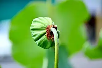 Étamines séchées sous le faux-fruitaprès chute des pétales.