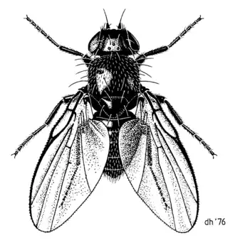 Description de l'image DIPT Agromyzidae Hexomyza coprosmae.png.