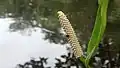 Inflorescence de Spathiphyllum humboldtii