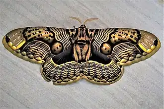 Description de cette image, également commentée ci-après