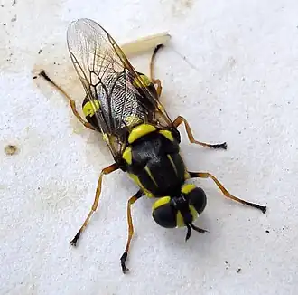 Clitellariinae : Oxycera rara