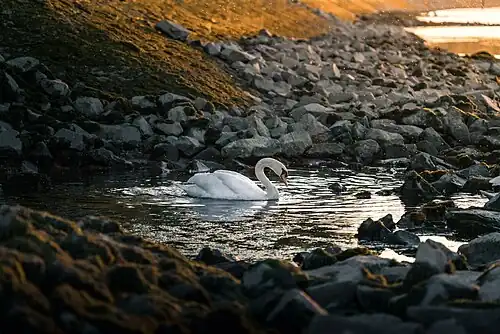 Cygne au bord du Rhin dans le Bade-Wurtemberg.