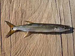 Boulengerella cuvieri.