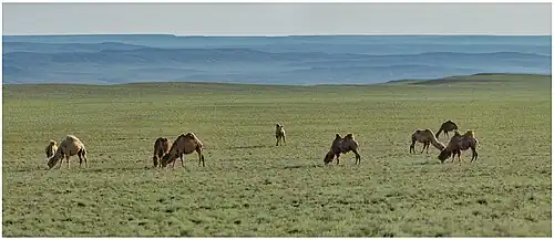 Chameaux au sanctuaire d'Aktau-Buzachi en mai 2022.