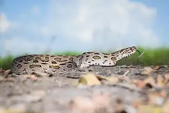 Daboia siamensis, en Thaïlande