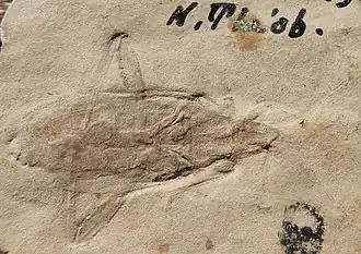 Daclera naturalis, Alydinae fossile du  Chattien (-28 à -23 millions d'années) trouvé dans les Bouches-du-Rhône (France).