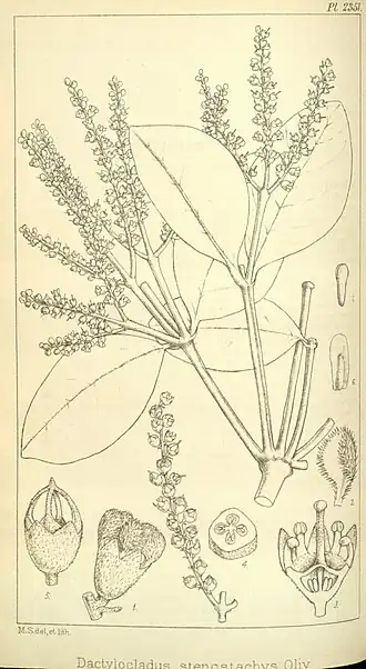 Description de l'image Dactylocladus stenostachys, Hooker's Icones Plantarum vol 24 pl 2351.jpg.