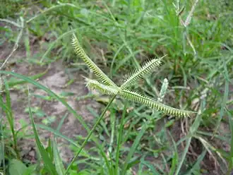 Description de cette image, également commentée ci-après