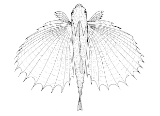 Description de l'image Dactyloptena orientalis (Oriental flying gurnard).gif.