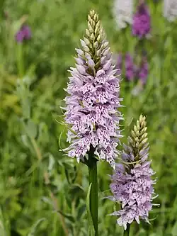 Le labelle du Dactylorrhize de Fuchs porte des dessins violacés, les 2 lobes latéraux sont écartés et plus courts que le lobe médian.