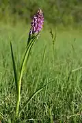 Orchis incarnat