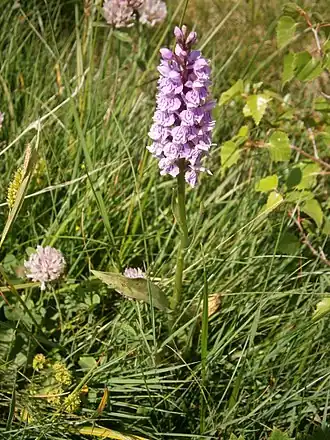 fleur de Dactylorhiza maculata ou d'Orchis tacheté