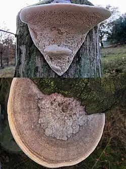 Dédalée du chêne.