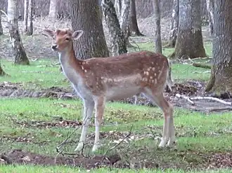 Daim à l'Espace Rambouillet.