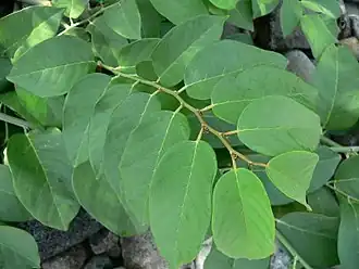 Description de l'image Dalbergia_ecastaphyllum_feuilles.JPG.