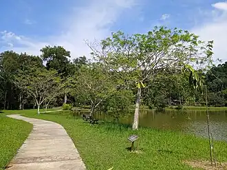 Description de l'image Dalbergia oliveri at Kepong Botanical Garden 20230625 112920.jpg.