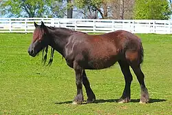 Dans un paddock en herbe équipé de barrières blanches, un poney noir portant des tresses à la crinière présente son profil gauche et regarde l'horizon.