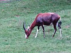 Damalisque à front blanc au zoo de Prague