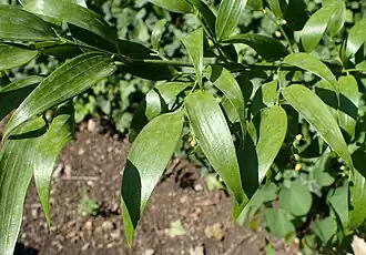 Détail du feuillage.